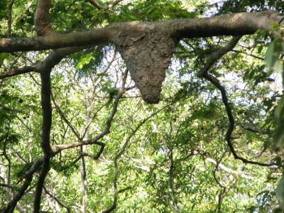 Ants' Nest