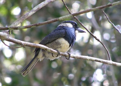 Black-breasted Puffbird