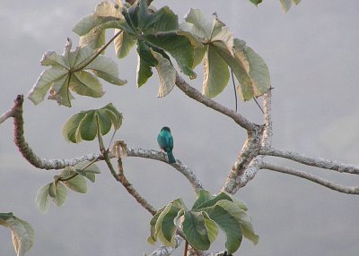 Blue Dacnis