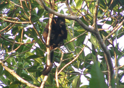 Howler Monkey