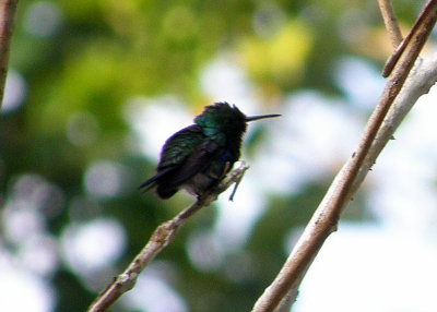 Violet-bellied Hummingbird