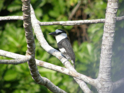 White-necked Puffbird in Canopy