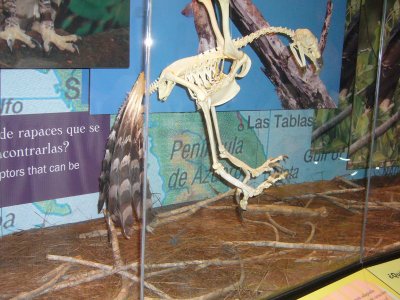 Harpy Eagle Skeleton