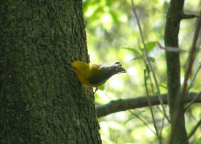 Protothonotary Warbler