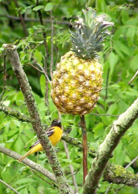 Oriole and Pineapple