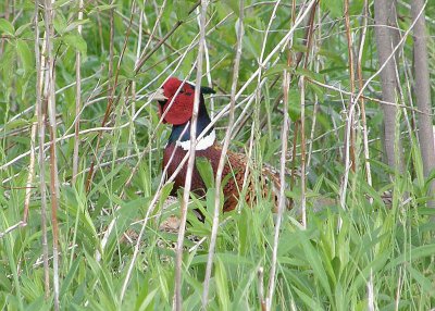 Ring-necked Pheasant at Metzger Marsh