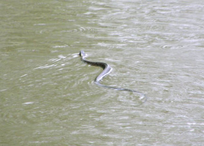Water Snake at Maumee Bay