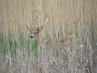 White-tailed Deer at Maumee Bay