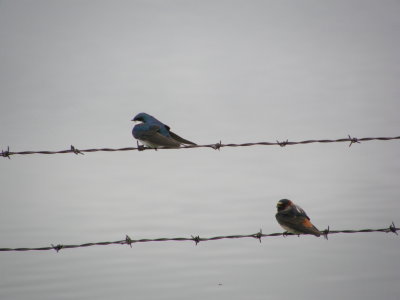 Tree and Cliff Swallows at Sewage Pond