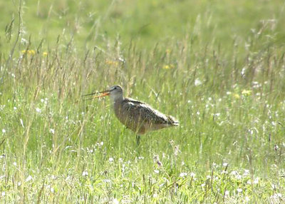 Marbled Godwit calling