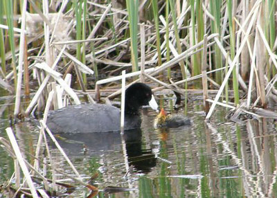 American Coot and chick