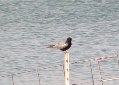 Black Tern