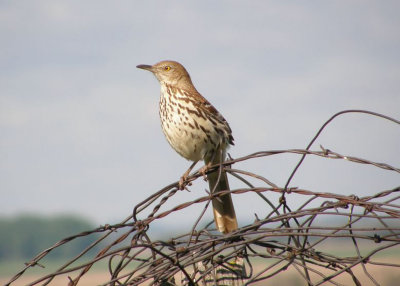 Brown Thrasher