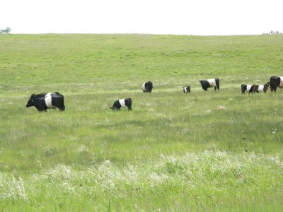 Galloways - Oreo Cattle