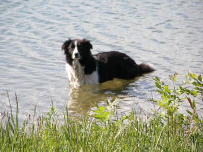 Pelagic Dog