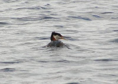 Red-necked Grebe