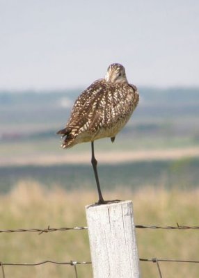 Marbled Godwit