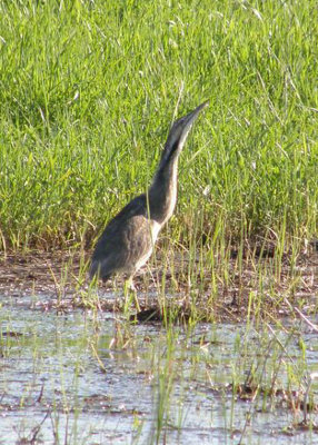 American Bittern