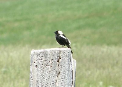 Bobolink