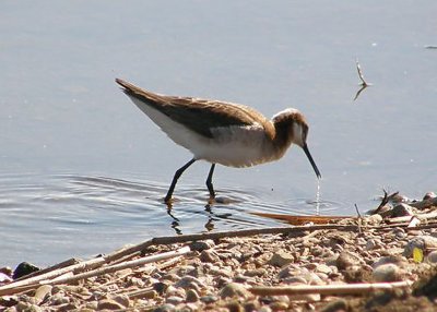 Wilson's Phalarope