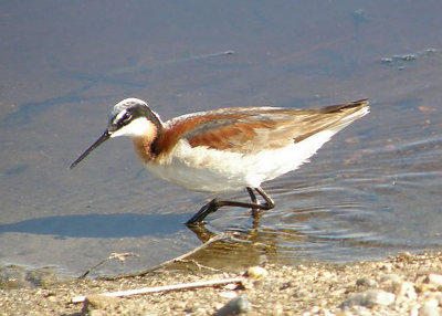 Wilson's Phalarope