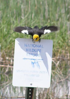 Yellow-headed Blackbird