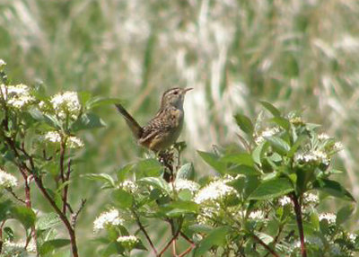 Sedge Wren