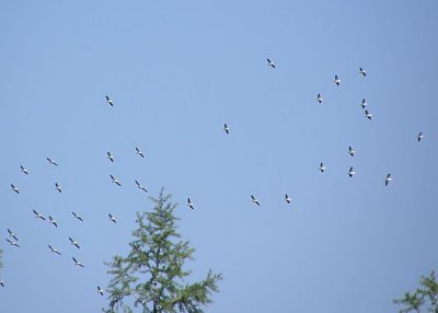 White Pelicans