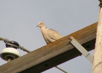 Eurasian Collared Dove