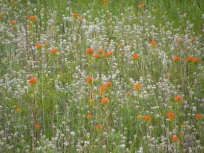 Indian Paintbrush