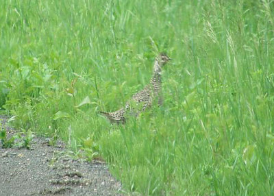 Sharp-tailed Grouse