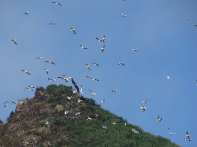 Bald Eagle Chasing Gulls