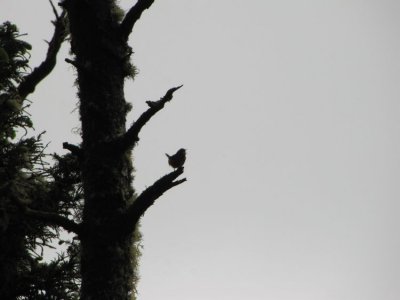 Pacific Winter Wren