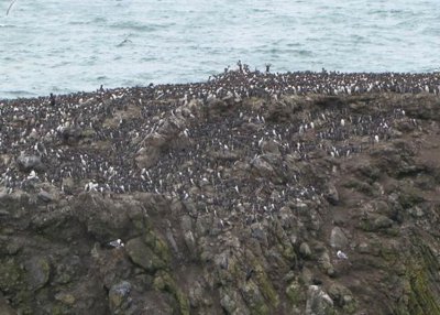 Thousands of Common Murres