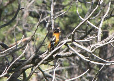 Black-headed Grosbeak