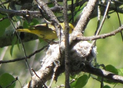 Yellow Warbler on Nest