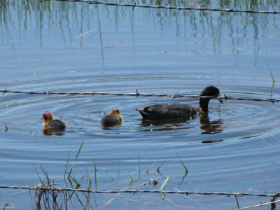 Mama and Baby - American Coots