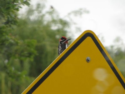 Red-naped Sapsucker Beating on Sign
