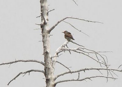 Northern Flicker in Snow