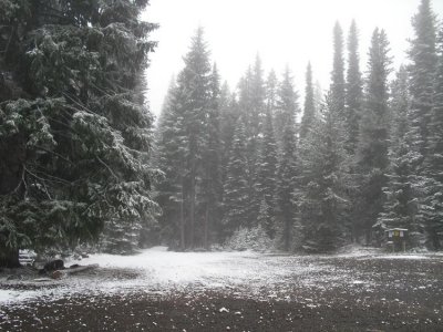 Snow on Trees