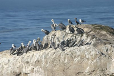 Birds on Rock