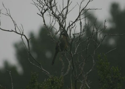 California Thrasher