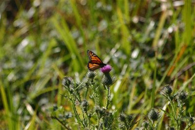 Monarch on Thistle