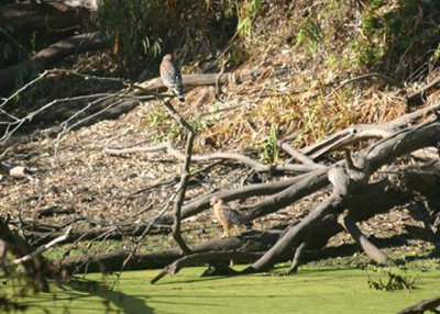 Red-shouldered Hawks