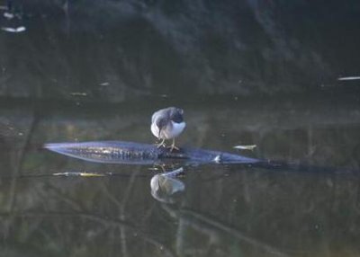 Spotted Sandpiper