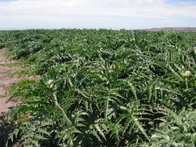 Artichoke Field at Wilder Ranch