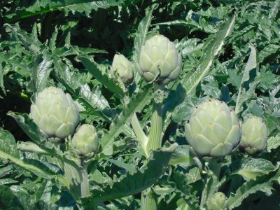 Artichokes