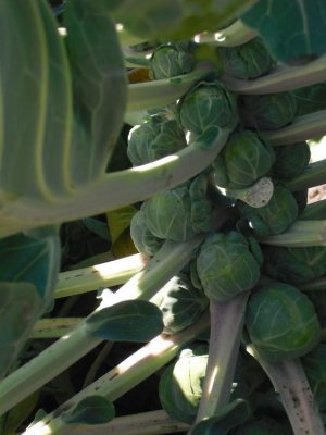 Brussels Sprouts