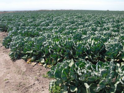 Brussels Sprouts Field