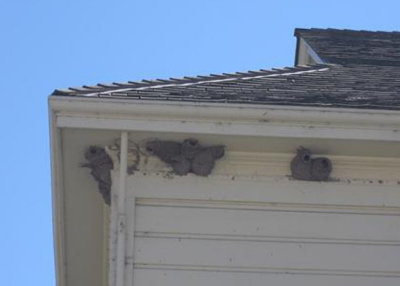 Cliff Swallows Nests